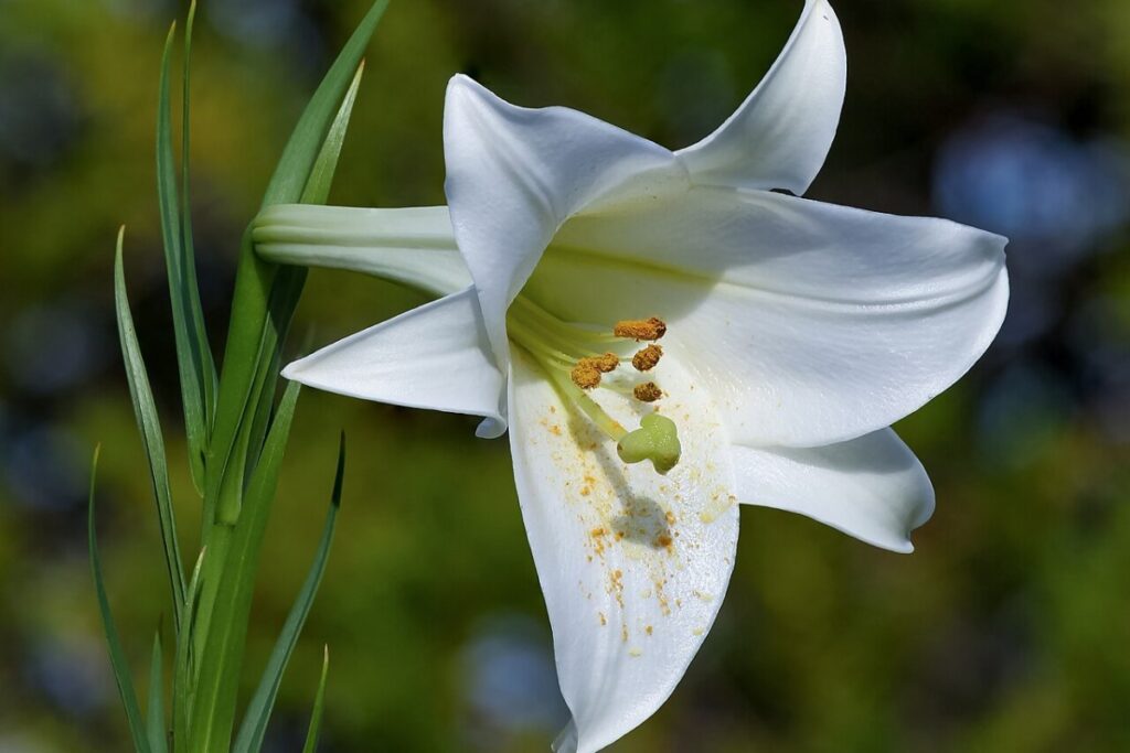 Lilie (Lilium) — Pflanzenfoto