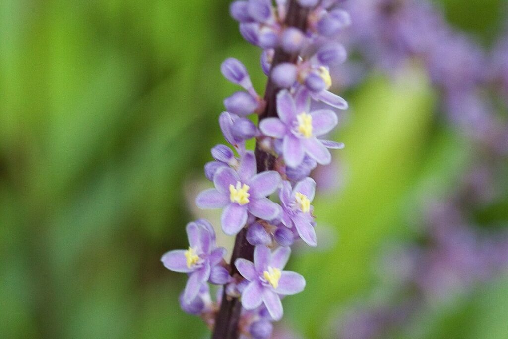 Liliengras (Liriope muscari) — Pflanzenfoto