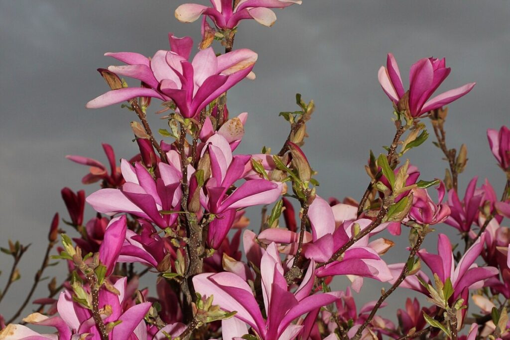 Lilienmagnolie (Magnolia liliiflora) — Pflanzenfoto