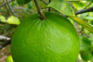 Limettenbaum