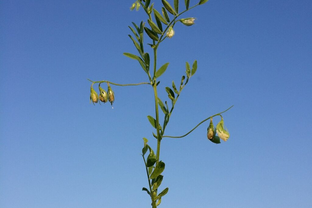 Linse (Lens culinaris) — Pflanzenfoto