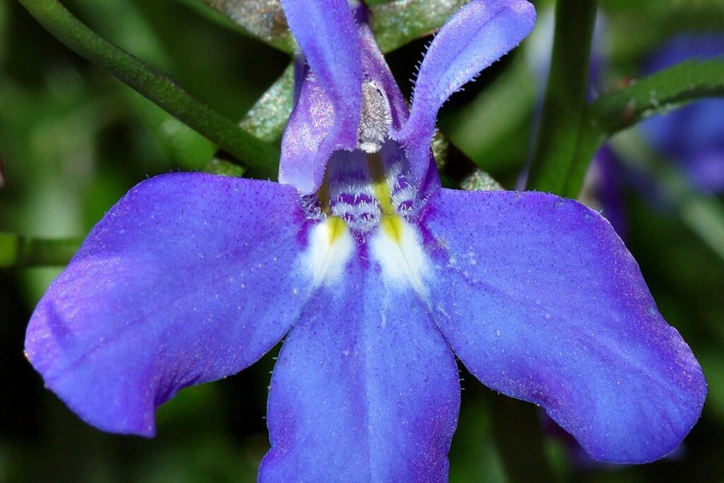 Lobelie (Lobelia erinus) — Pflanzenfoto
