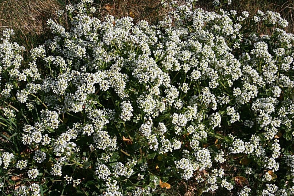 Löffelkraut (Cochlearia officinalis) — Pflanzenfoto