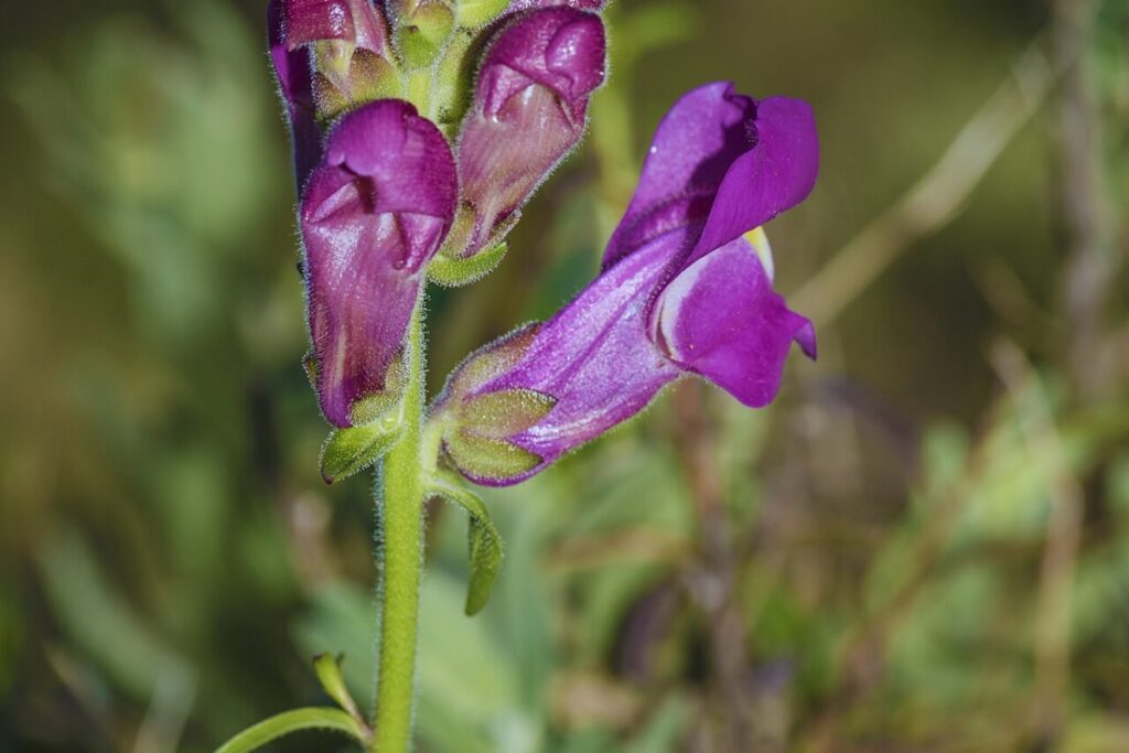 Löwenmäulchen (Antirrhinum majus) — Pflanzenfoto