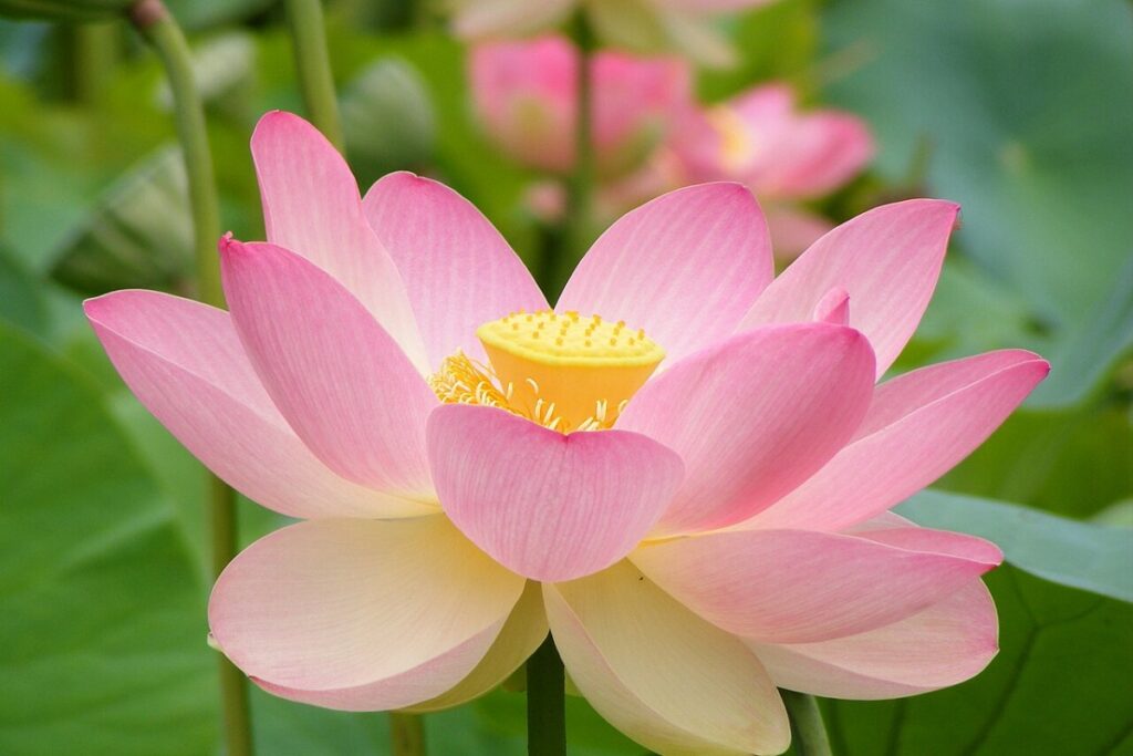 Lotusblume (Nelumbo nucifera) — Pflanzenfoto