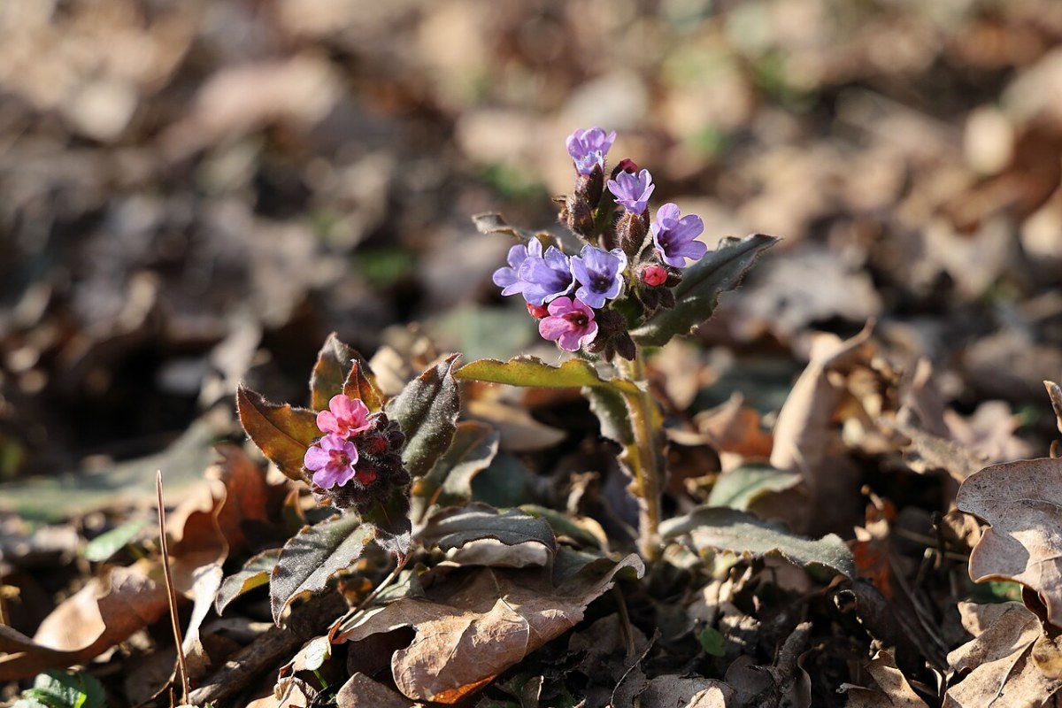 Lungenkraut (Pulmonaria officinalis) — Pflanzenfoto