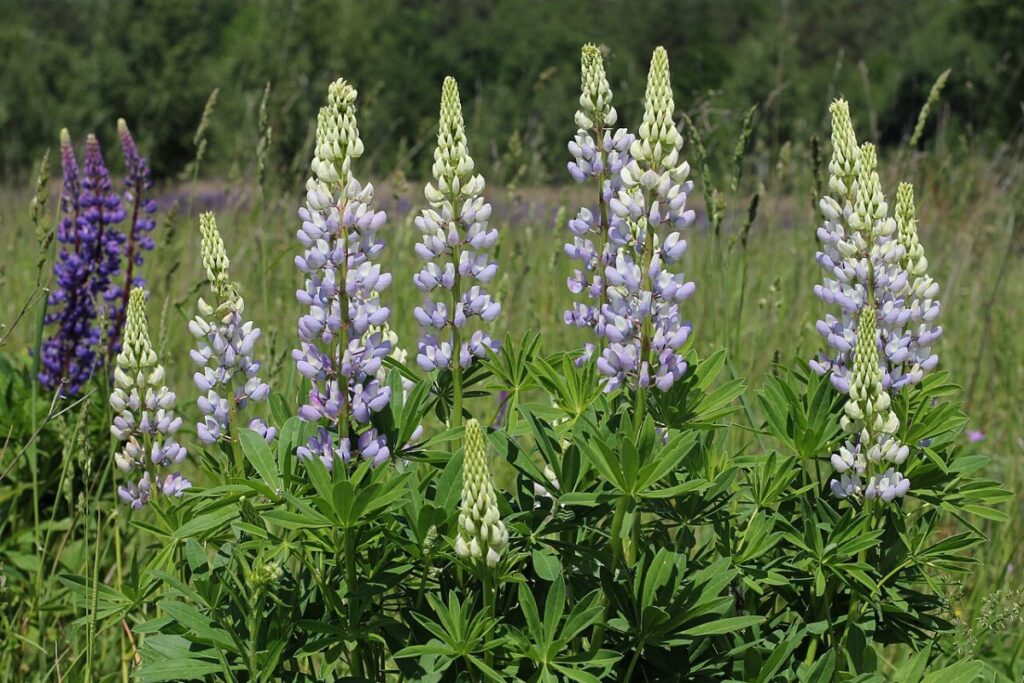 Lupine (Lupinus polyphyllus) — Pflanzenfoto