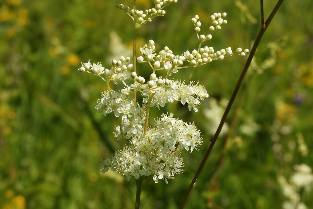 Mädesüß (Filipendula ulmaria) — Pflanzenfoto