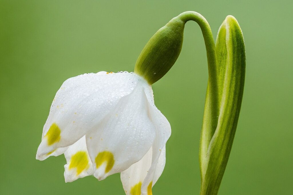 Märzenbecher (Leucojum vernum) — Pflanzenfoto