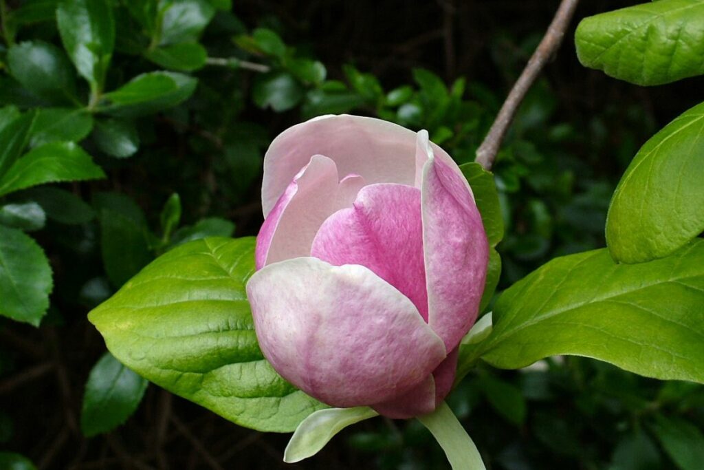 Magnolie (Magnolia) — Pflanzenfoto