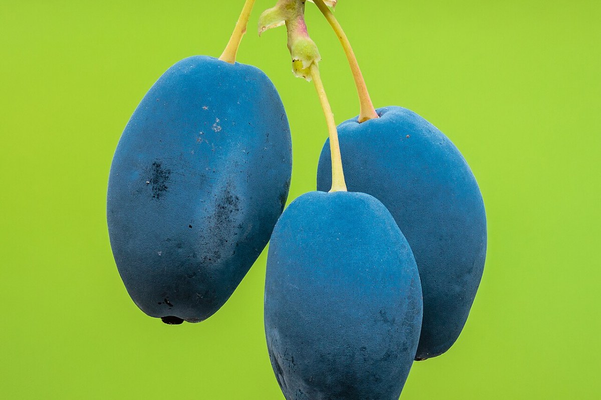 Mahonie (Mahonia aquifolium) — Pflanzenfoto