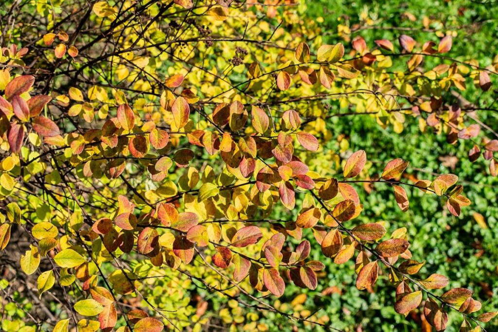 Maiblumenstrauch (Spiraea nipponica) — Pflanzenfoto