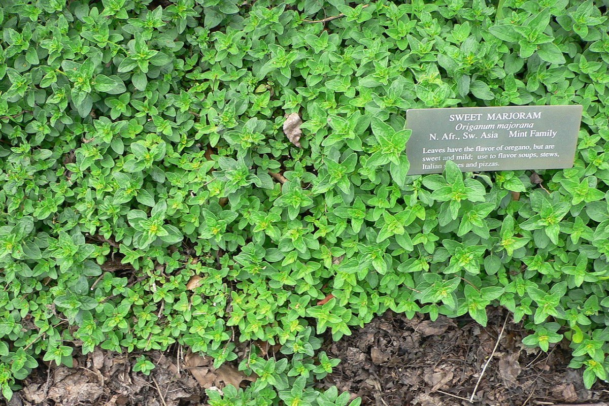Majoran (Origanum majorana) — Pflanzenfoto