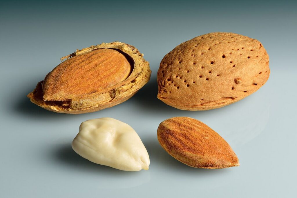 Mandelbaum (Prunus dulcis) — Pflanzenfoto