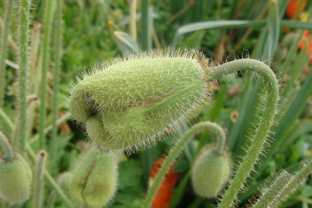 Mandelröschen (Papaver alpinum) — Pflanzenfoto