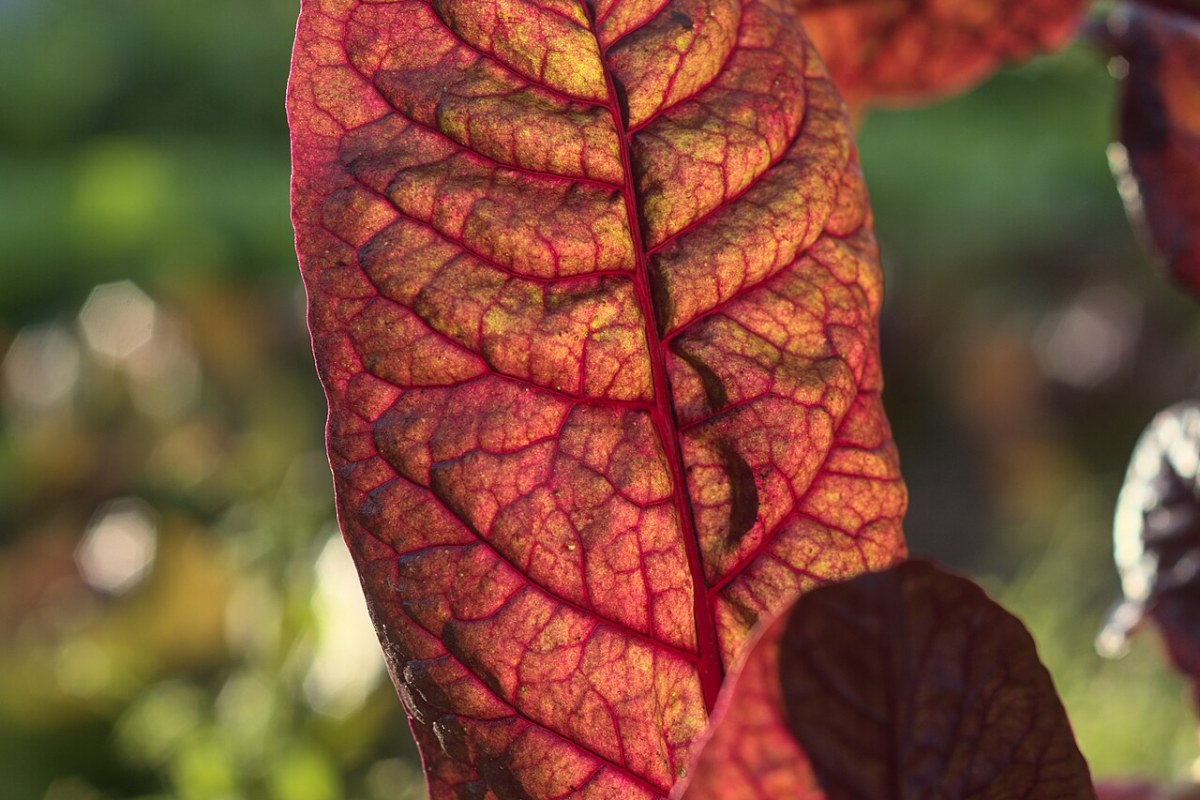 Mangold (Beta vulgaris var. cicla) — Pflanzenfoto