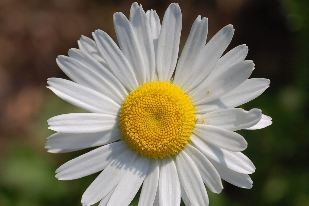Margerite (Leucanthemum) (Leucanthemum vulgare) — Pflanzenfoto