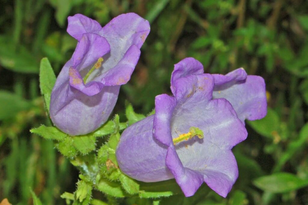 Marienglockenblume (Campanula medium) — Pflanzenfoto