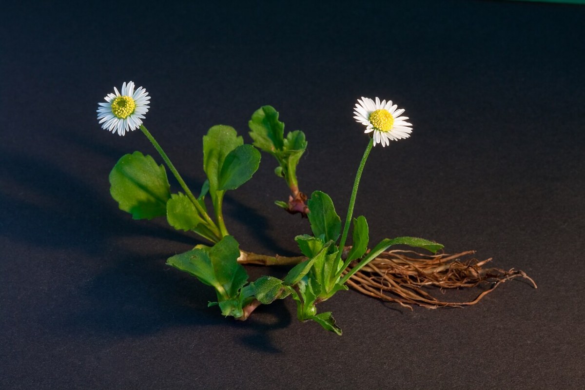 Maßliebchen (Bellis perennis) — Pflanzenfoto