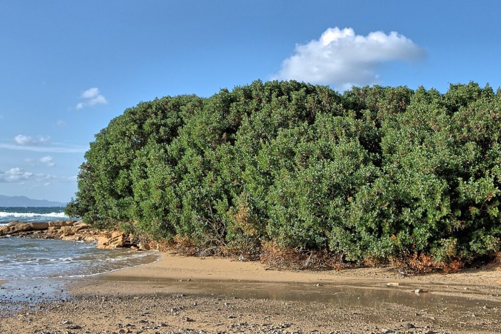 Mastixstrauch (Pistacia lentiscus) — Pflanzenfoto