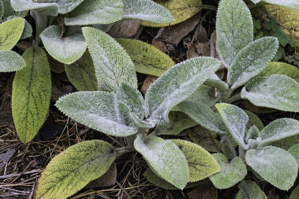 Mauerkatze (Stachys byzantina) — Pflanzenfoto