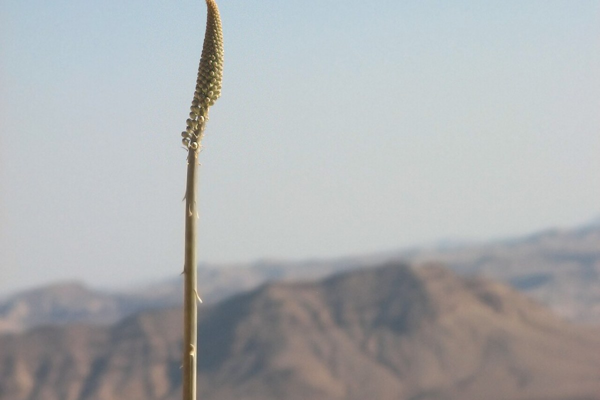 Meerzwiebel (Urginea maritima) — Pflanzenfoto