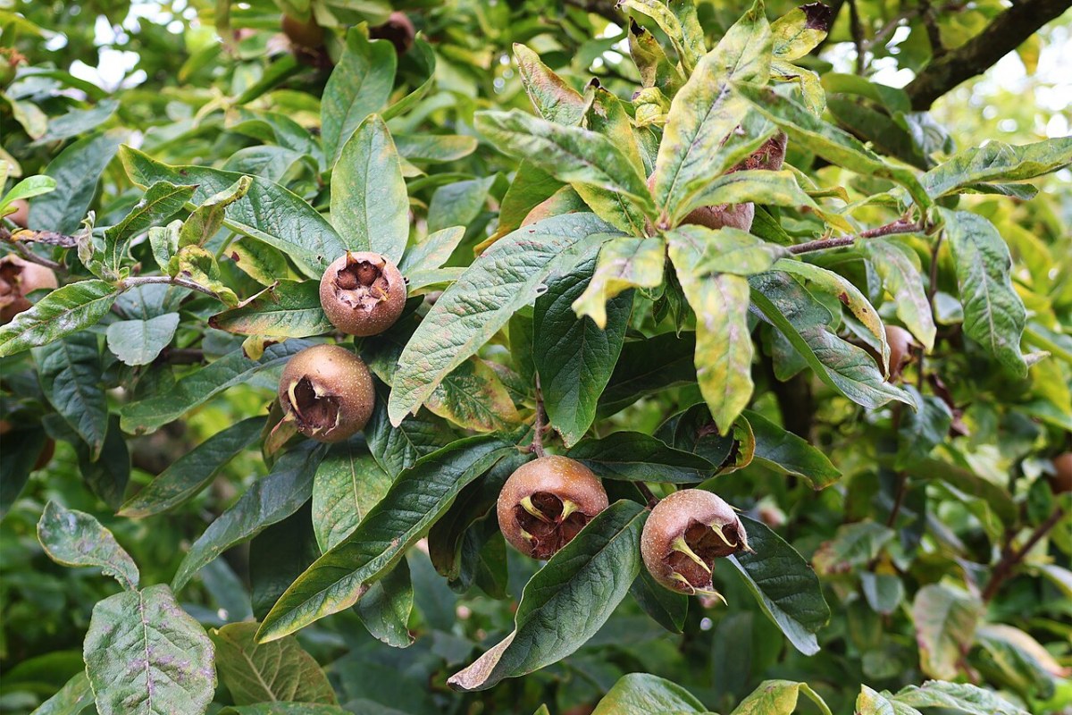 Mispel (Mespilus germanica) — Pflanzenfoto