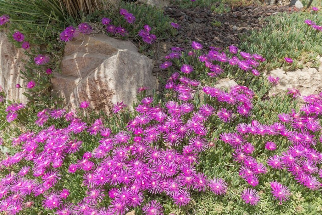 Mittagsblume (Delosperma cooperi) — Pflanzenfoto