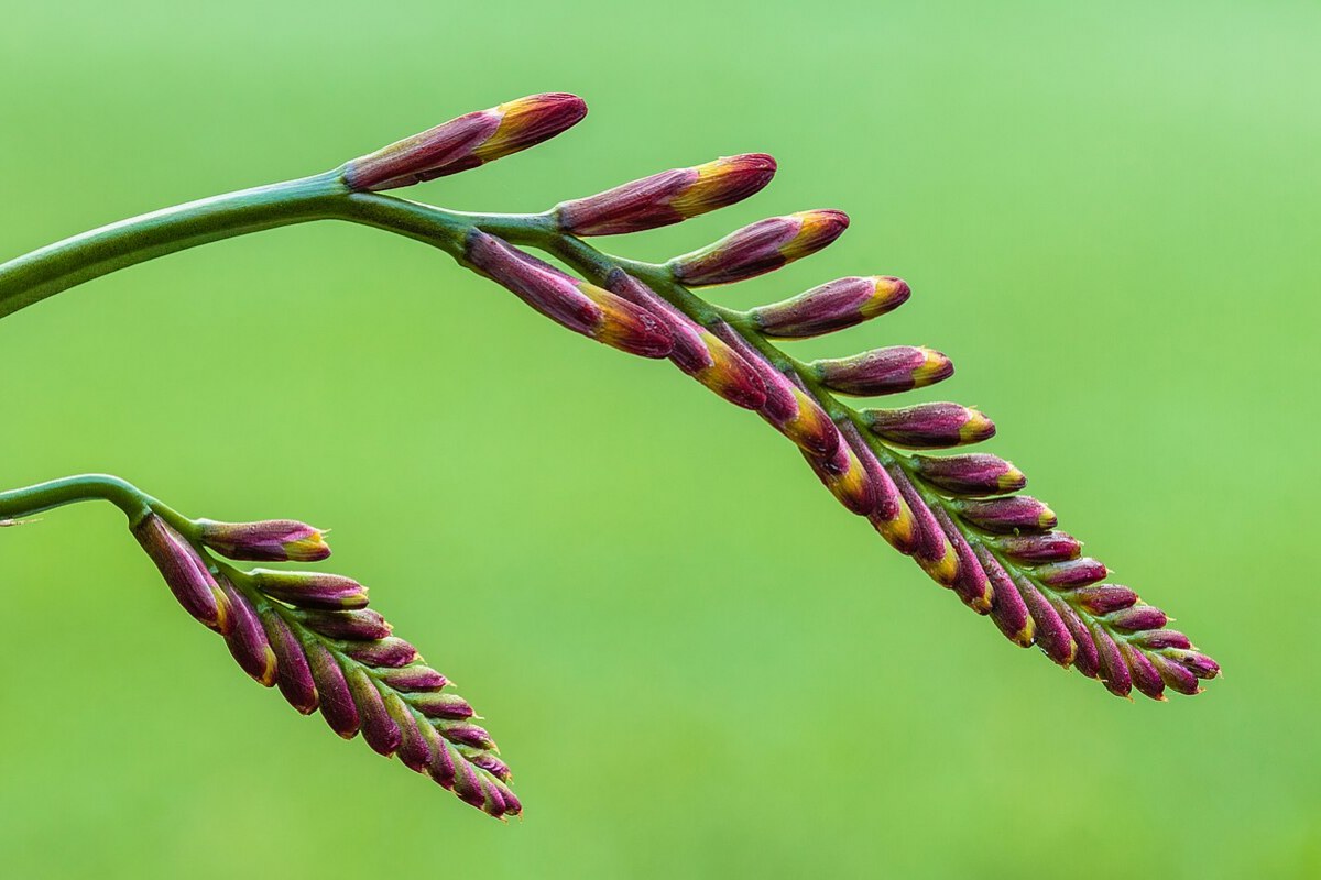 Montbretie (Crocosmia × crocosmiiflora) — Pflanzenfoto