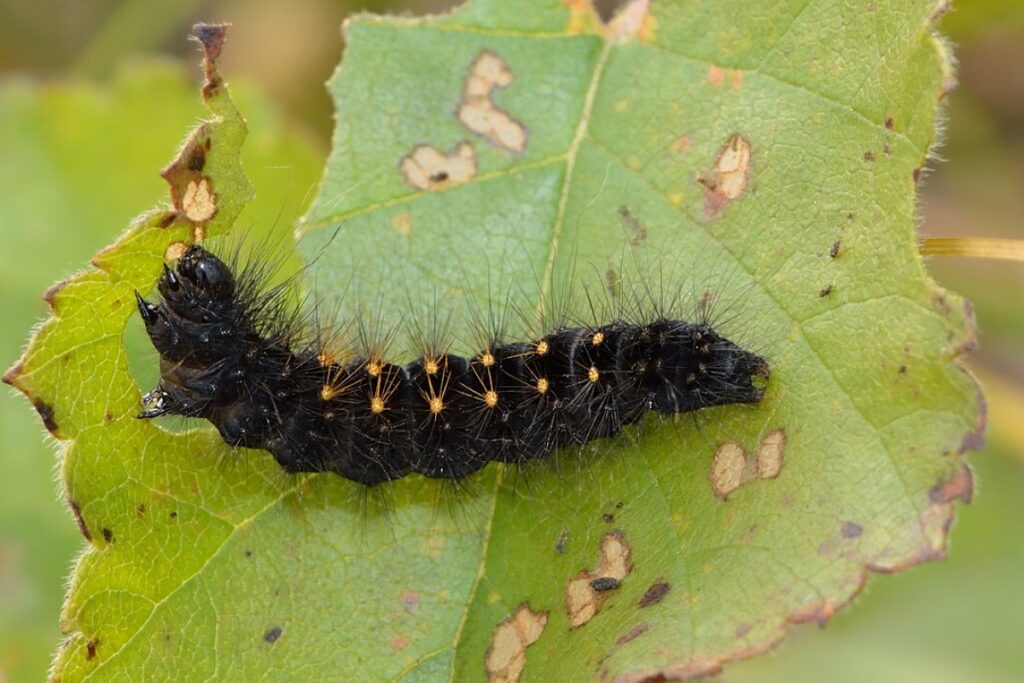 Moorbirke (Betula pubescens) — Pflanzenfoto