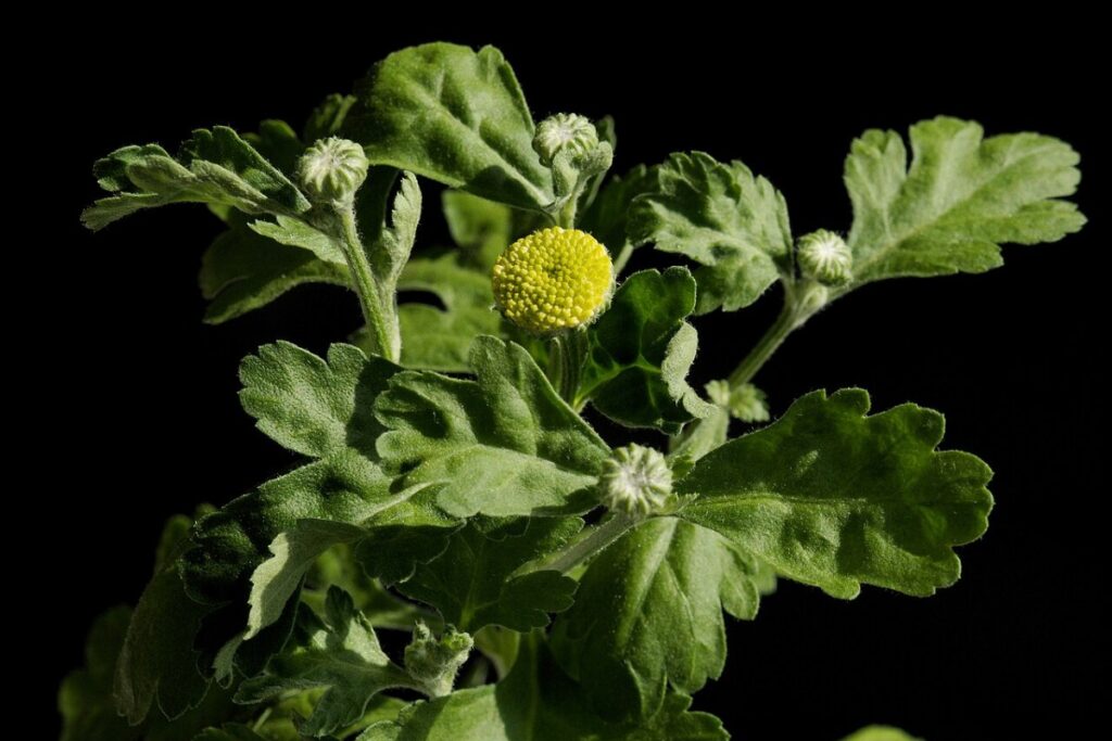 Mutterkraut (Tanacetum parthenium) — Pflanzenfoto