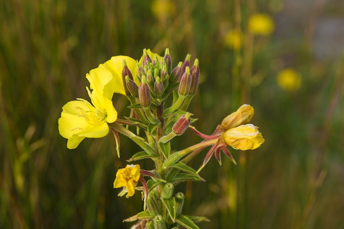 Nachtkerze (Oenothera biennis) — Pflanzenfoto