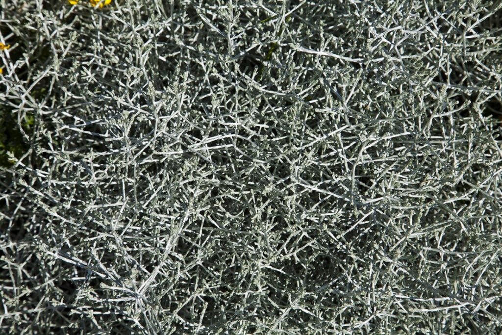 Nadelkissen (Leucophyta brownii) — Pflanzenfoto