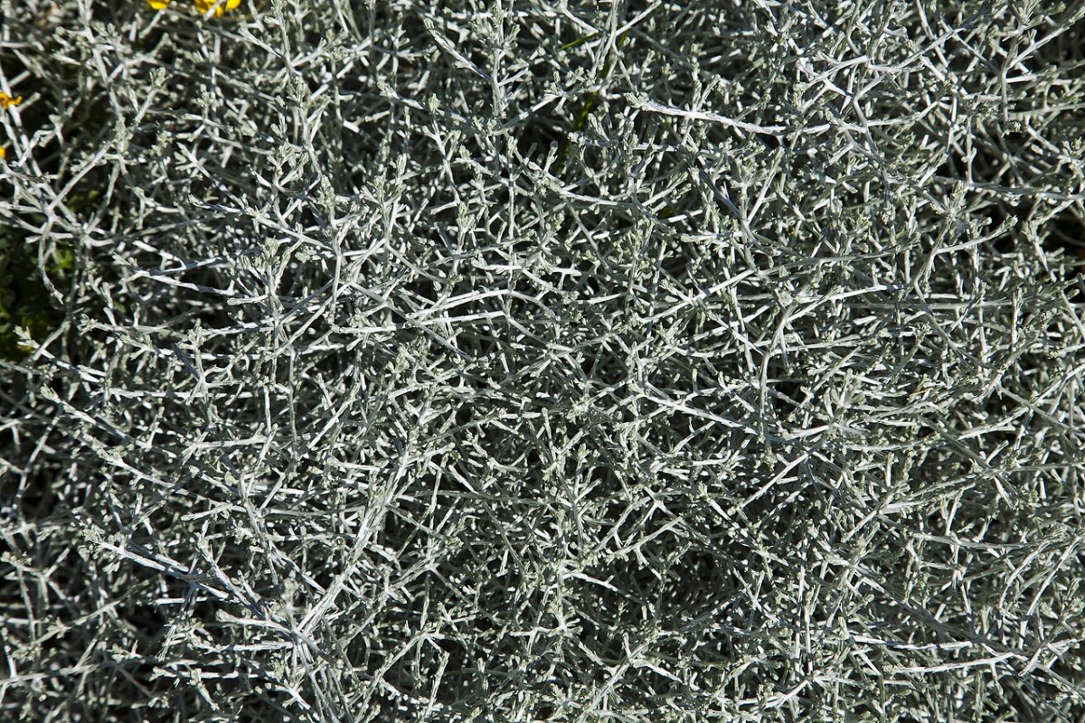 Nadelkissen (Leucophyta brownii) — Pflanzenfoto