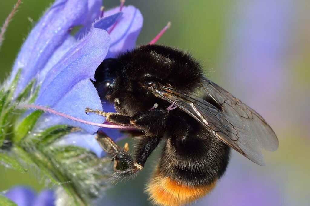 Natternkopf (Echium vulgare) — Pflanzenfoto