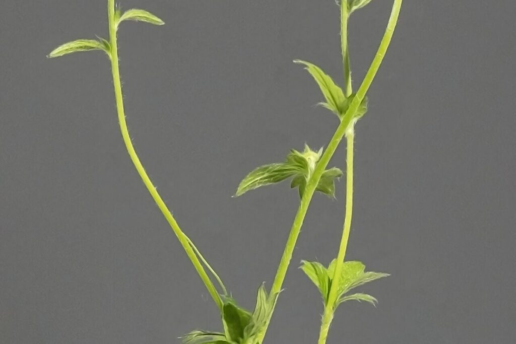 Nelkenwurz (Geum urbanum) — Pflanzenfoto