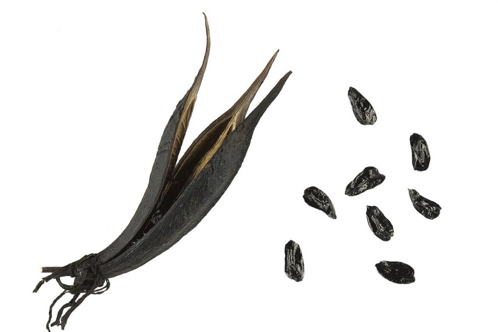 Neuseelandflachs (Phormium tenax) — Pflanzenfoto