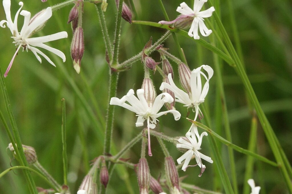 Nickendes Leimkraut (Silene nutans) — Pflanzenfoto