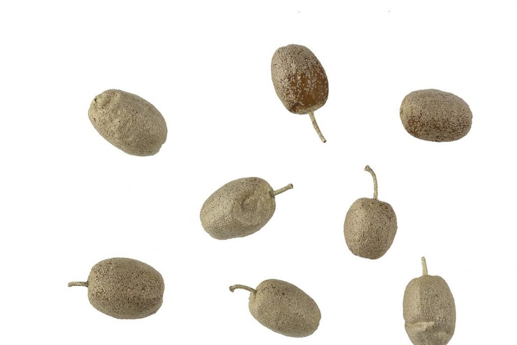 Ölweide (Elaeagnus angustifolia) — Pflanzenfoto