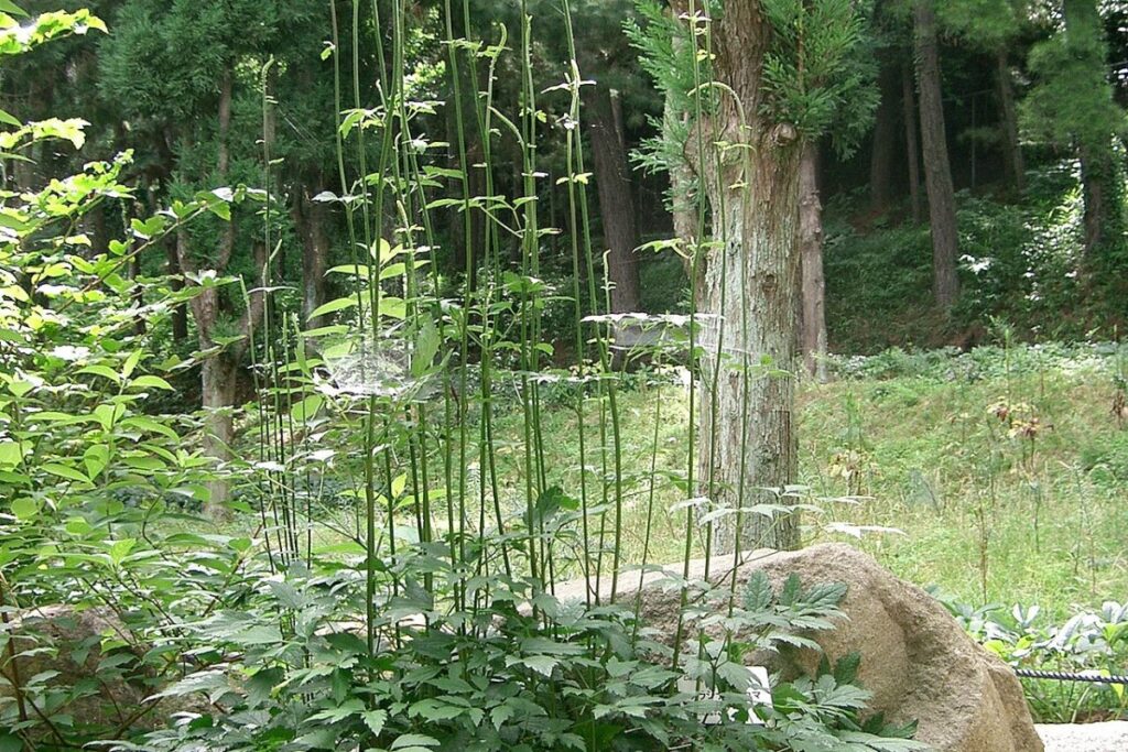 Oktober-Silberkerze (Actaea simplex) — Pflanzenfoto