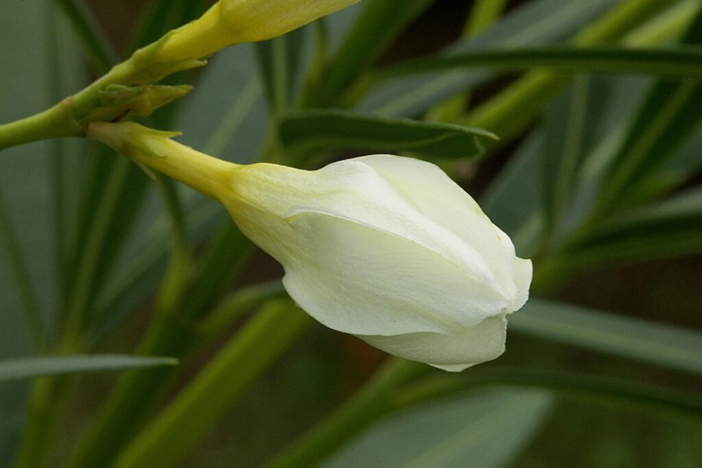Oleander (Nerium oleander) — Pflanzenfoto