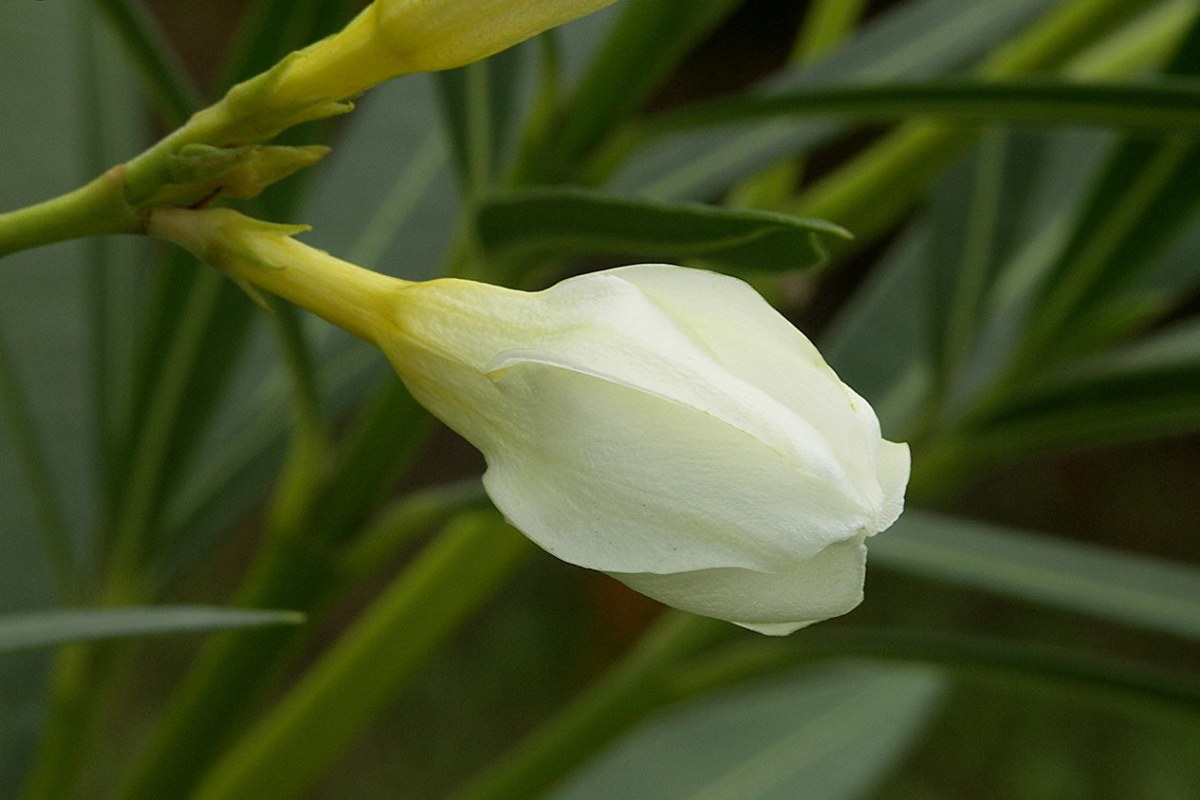 Oleander (Nerium oleander) — Pflanzenfoto