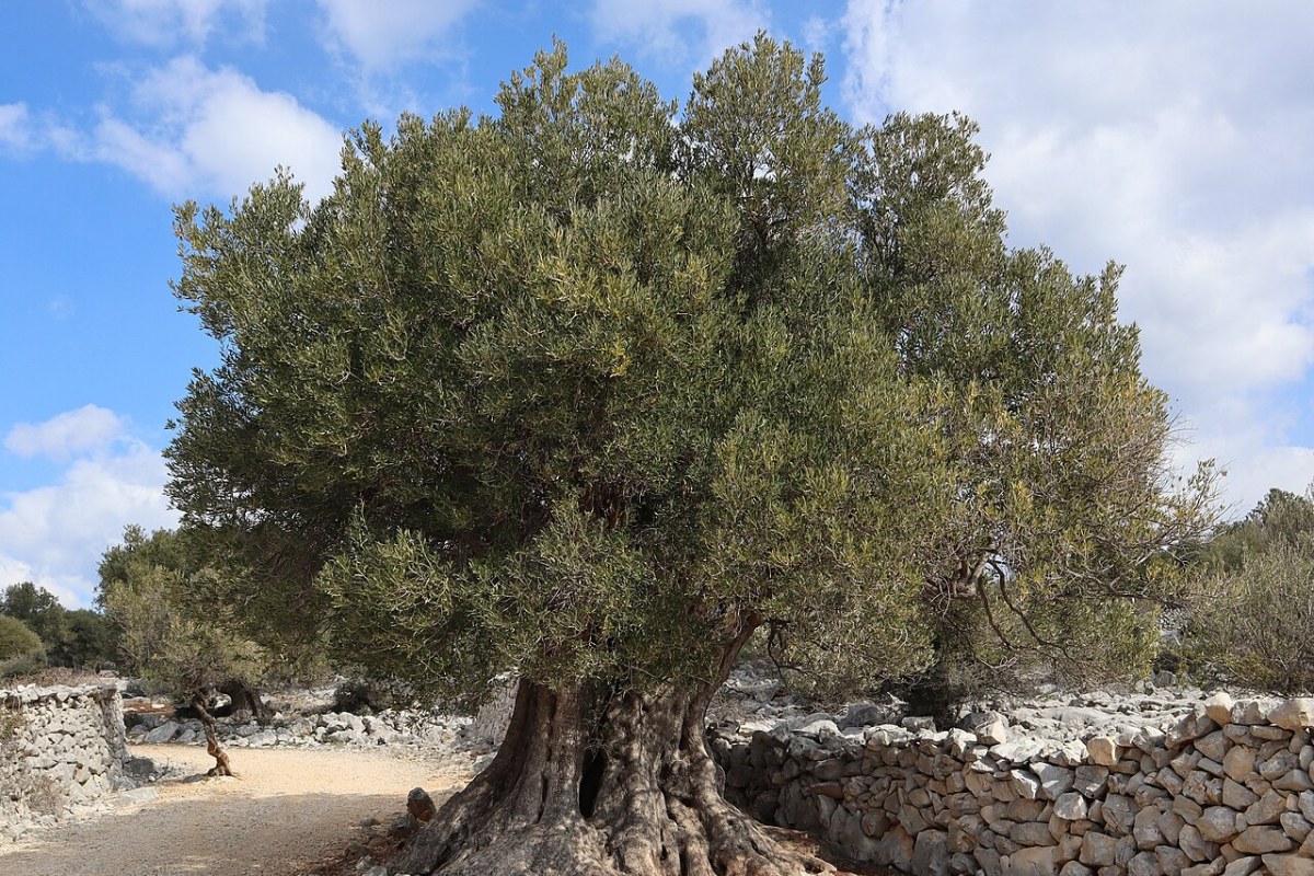 Olivenbaum (Kübel) (Olea europaea) — Pflanzenfoto