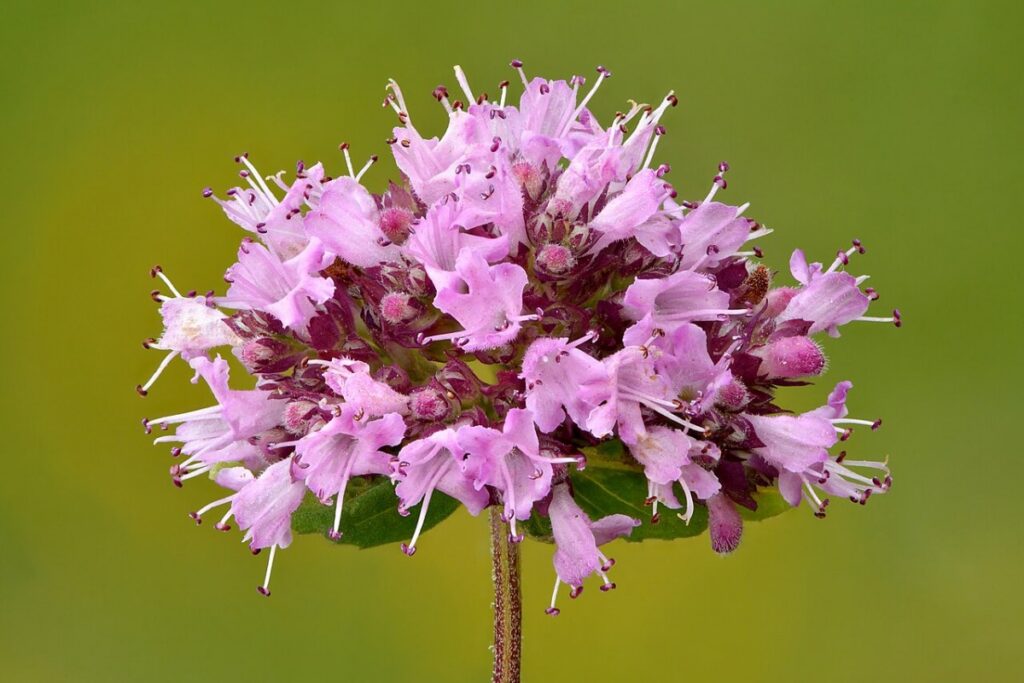 Oregano (Origanum vulgare) — Pflanzenfoto