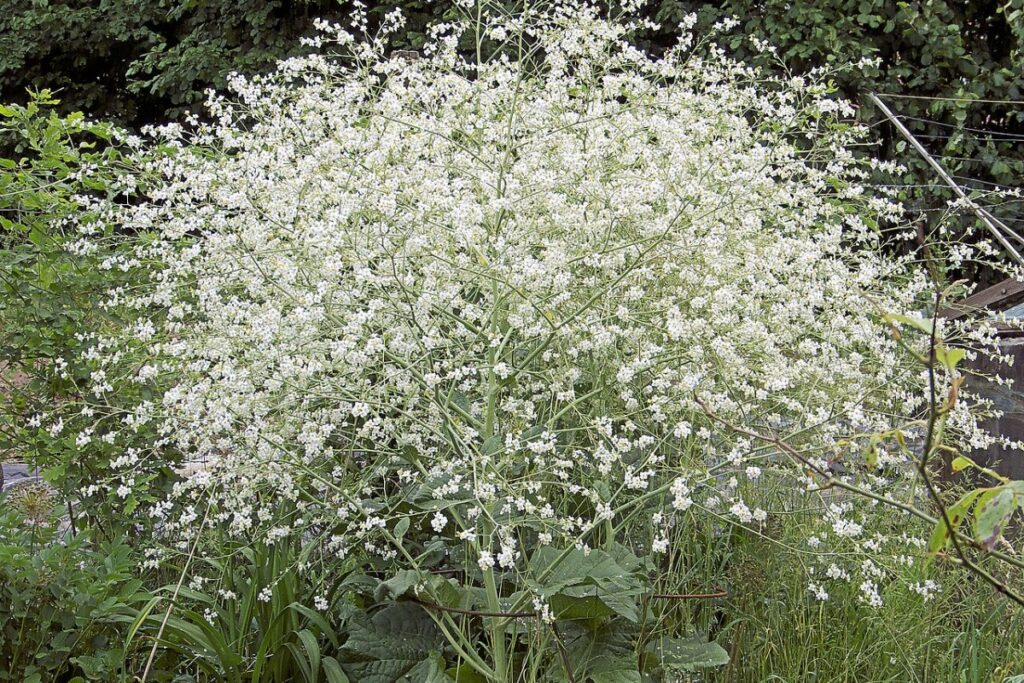 Palmkohl (Crambe cordifolia) — Pflanzenfoto