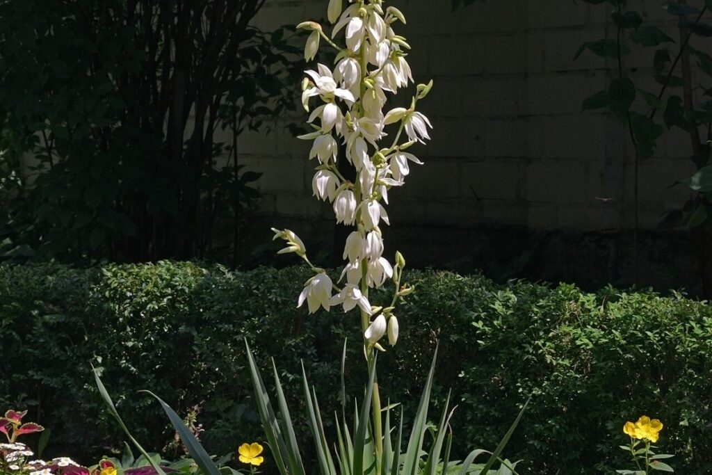 Palmlilie (Yucca filamentosa) — Pflanzenfoto
