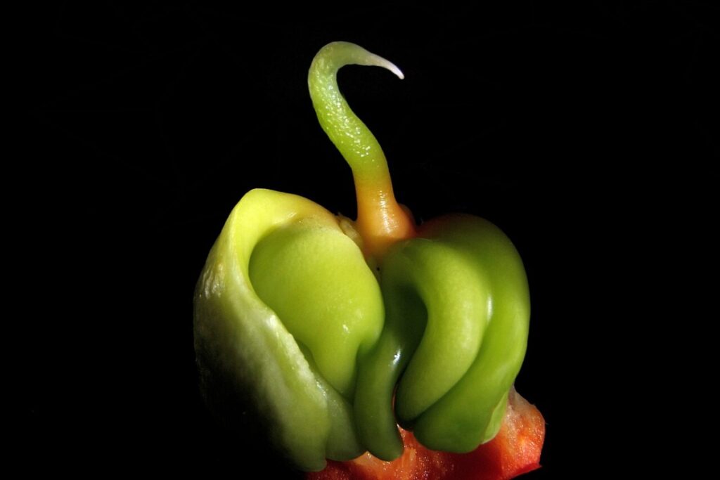 Paprika (Capsicum annuum) — Pflanzenfoto