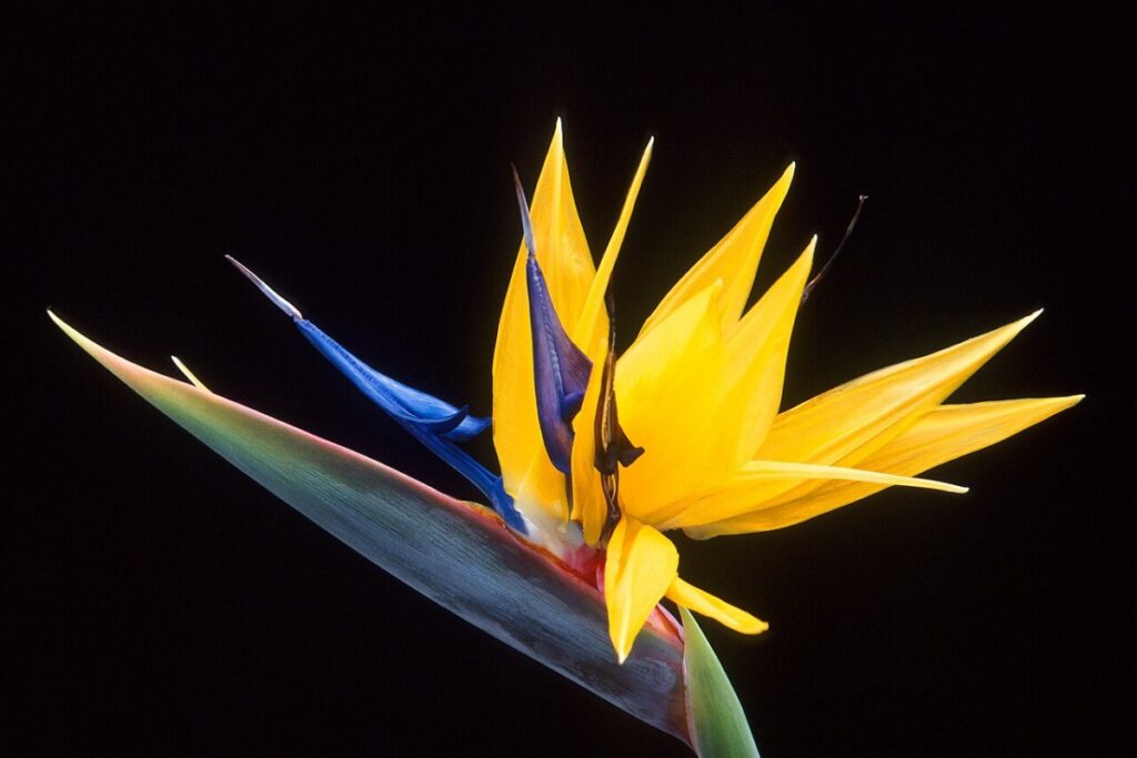 Paradiesvogelblume (Strelitzia reginae) — Pflanzenfoto