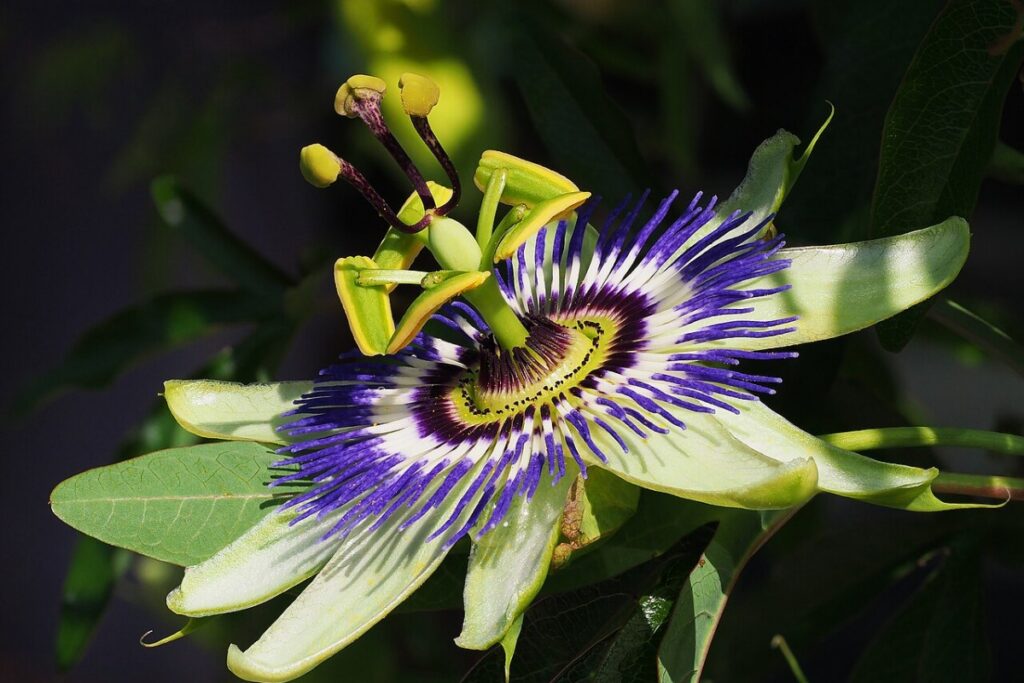 Passionsblume (Passiflora caerulea) — Pflanzenfoto