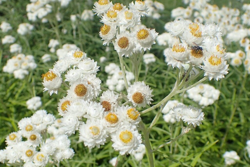 Perlkörbchen (Anaphalis margaritacea) — Pflanzenfoto